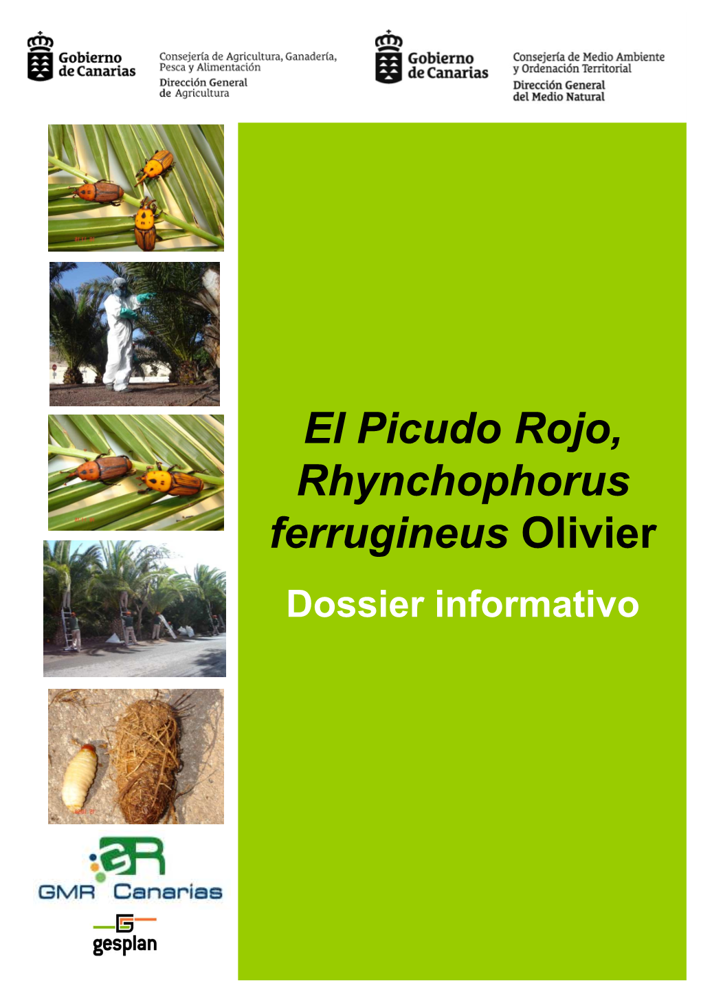 El Picudo Rojo, Rhynchophorus Rhynchophorus Ferrugineus Olivier