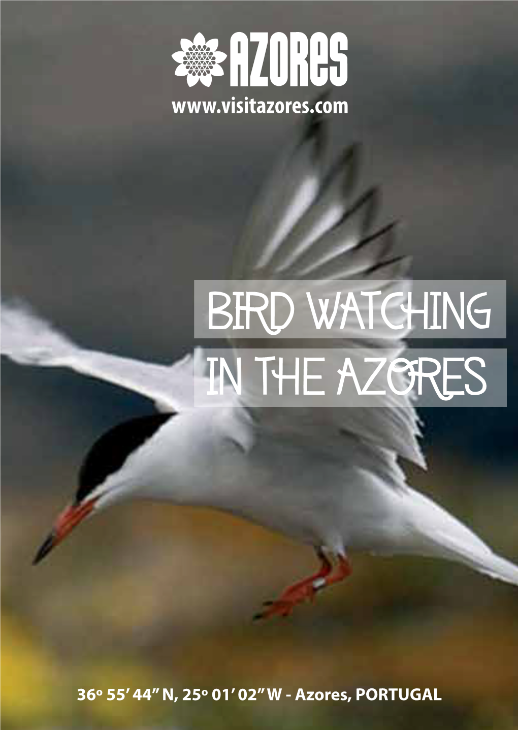 Bird Watching in the Azores