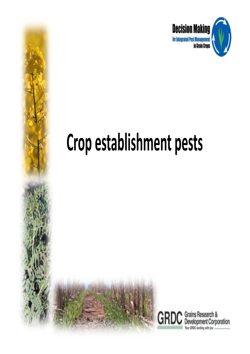 Crop Establishment Pests