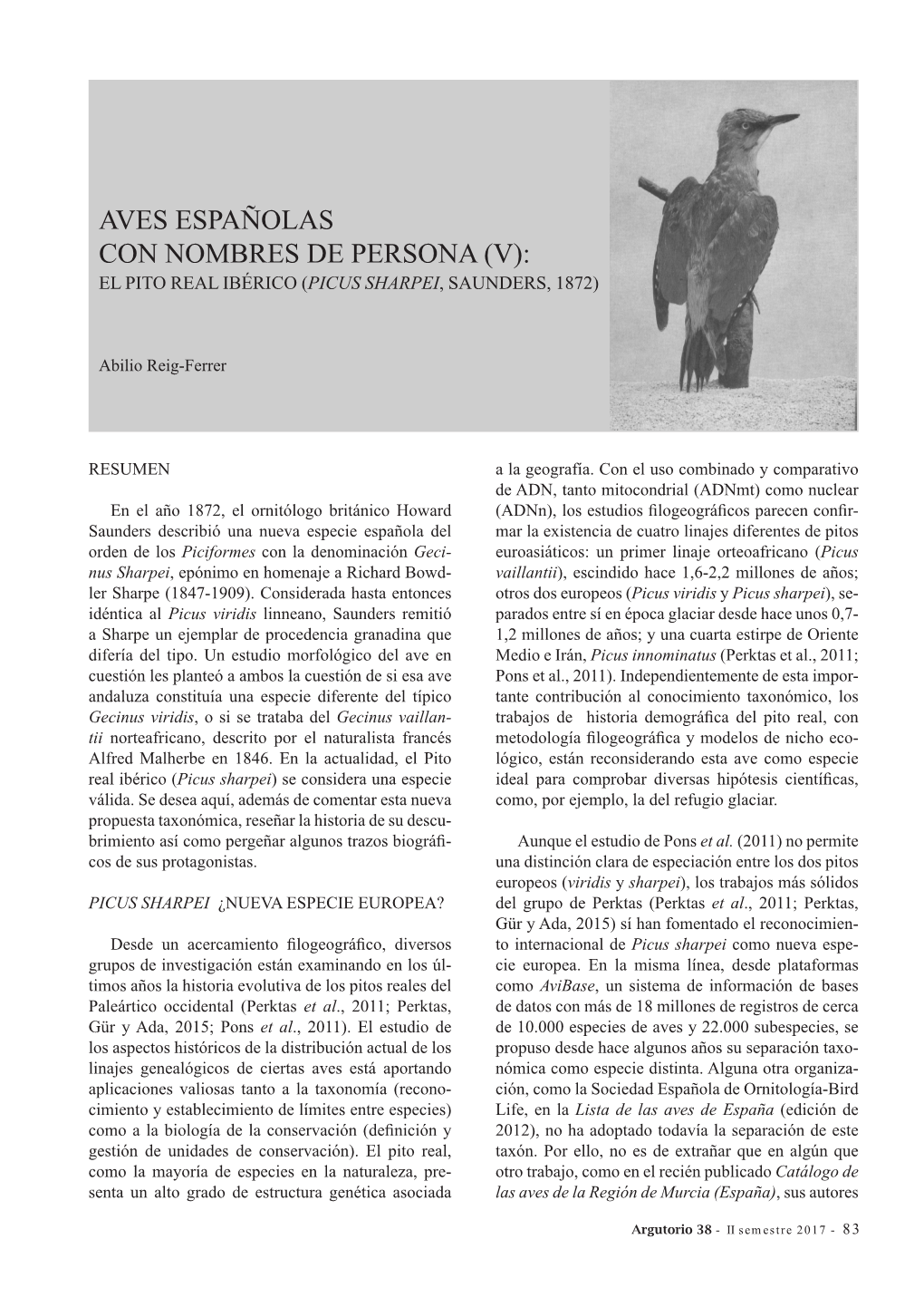 Aves Españolas Con Nombres De Persona (V): El Pito Real Ibérico (Picus Sharpei, Saunders, 1872)