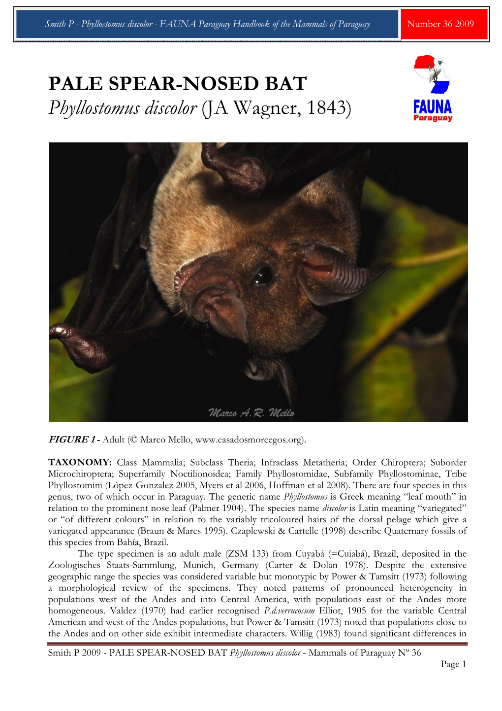 PALE SPEAR-NOSED BAT Phyllostomus Discolor (JA Wagner, 1843)