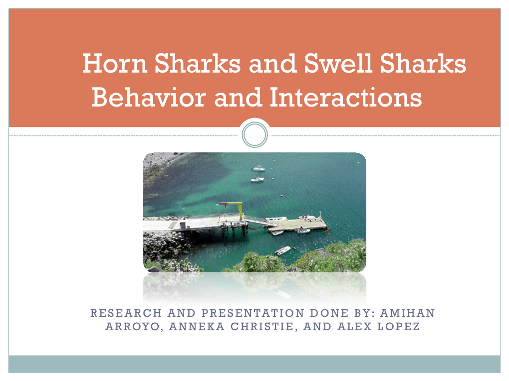 Horn Sharks and Swell Sharks Behavior and Interactions