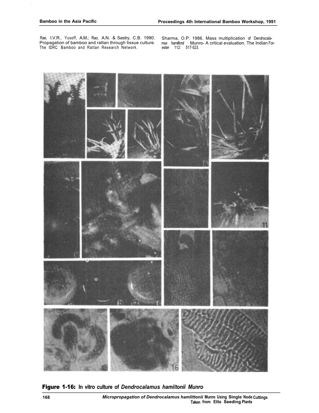 Figure 1-16: in Vitro Culture of Dendrocalamus Hami/Tonii Munro