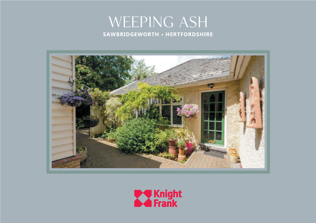 Weeping Ash Sawbridgeworth • Hertfordshire Weeping Ash Sawbridgeworth Hertfordshire