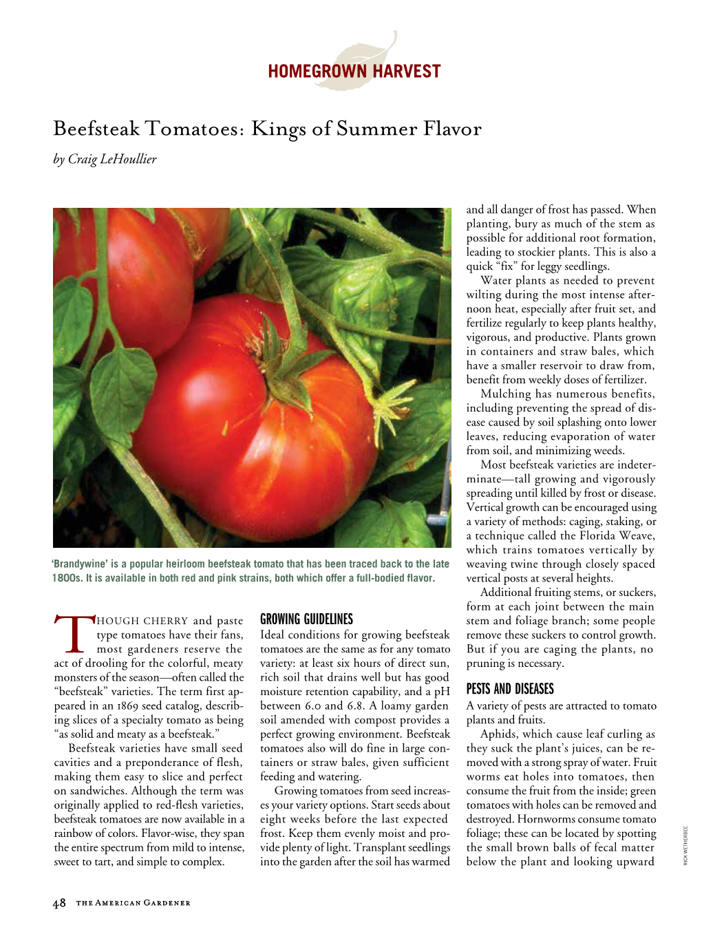 Beefsteak Tomatoes: Kings of Summer Flavor by Craig Lehoullier