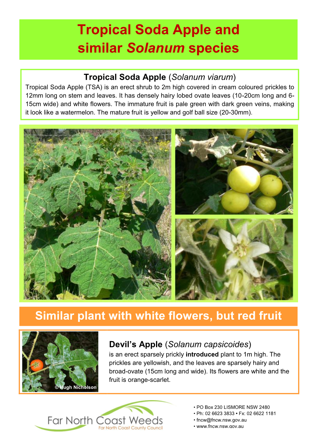 Tropical Soda Apple and Similar Solanum Species