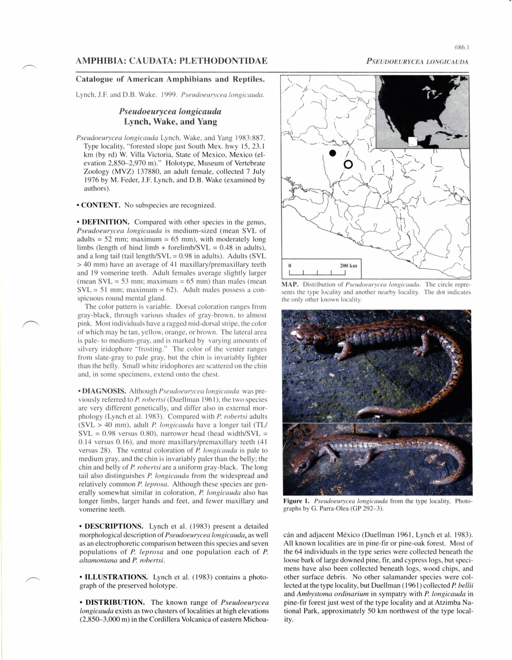 PLETHODONTIDAE Pseudoeurycea Longicauda Lynch, Wake, and Yang U