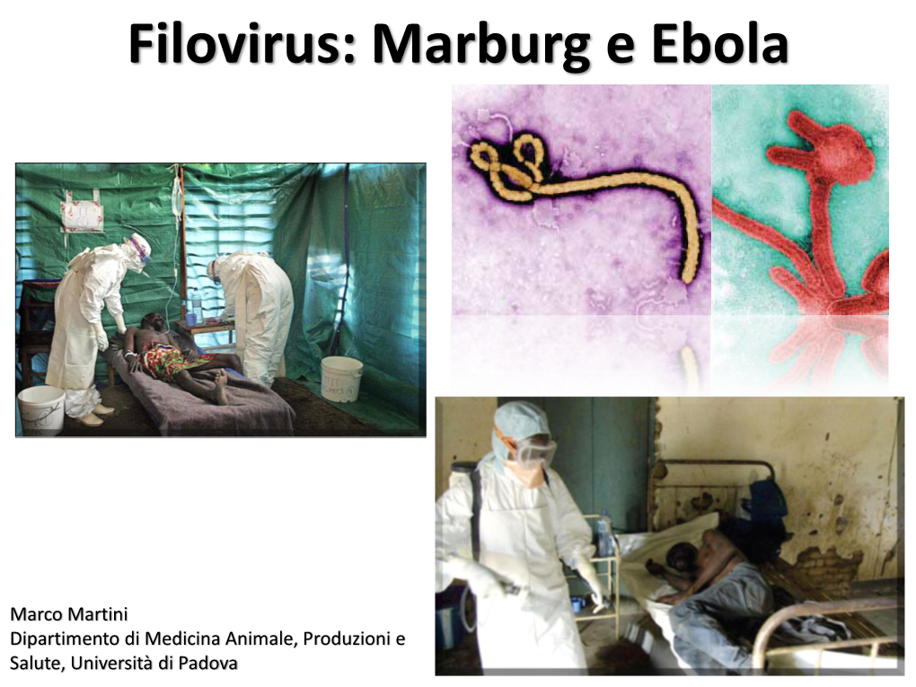 Filovirus: Marburg E Ebola