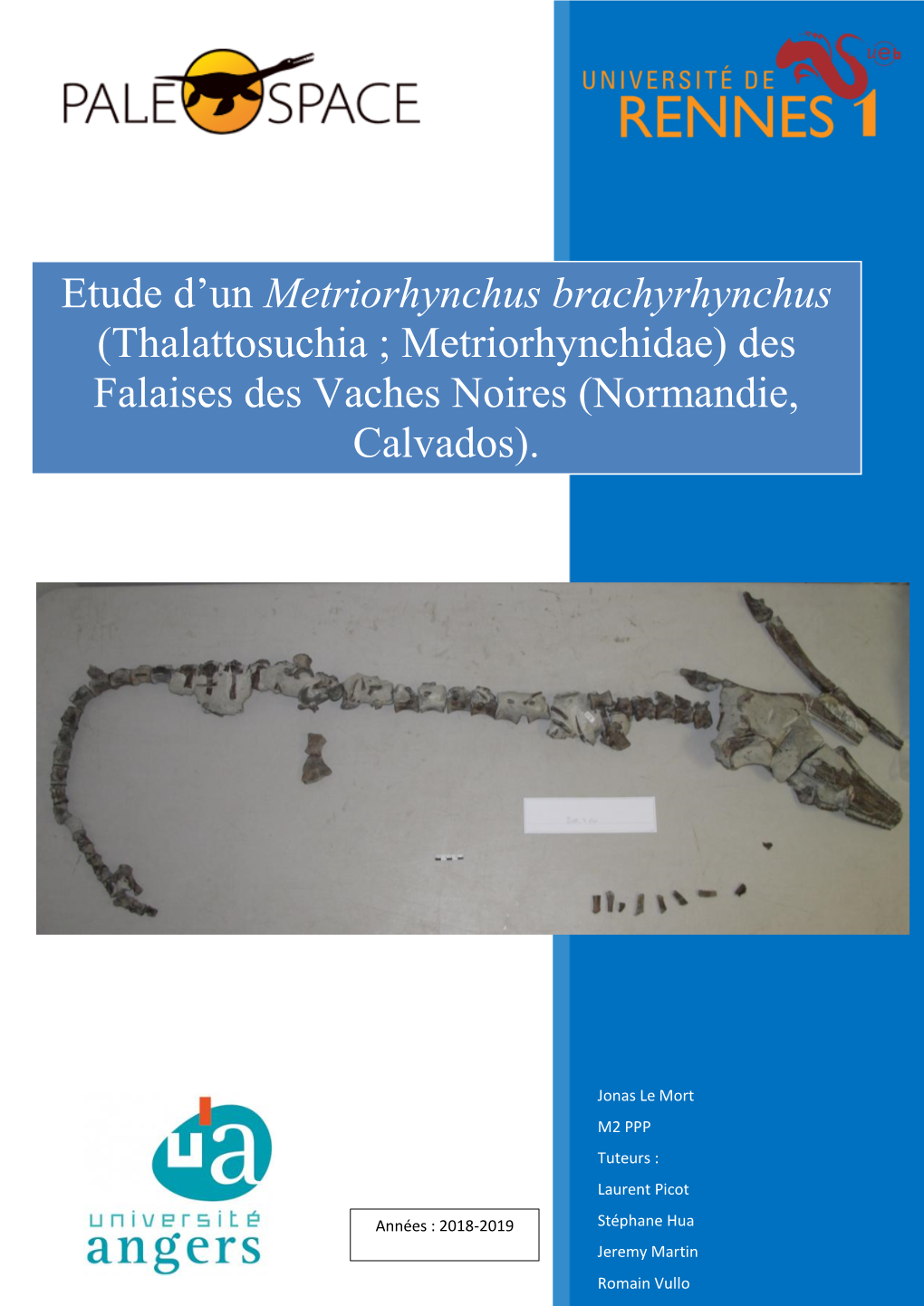 Metriorhynchus »Brachyrhynchus Des Vaches-Noires