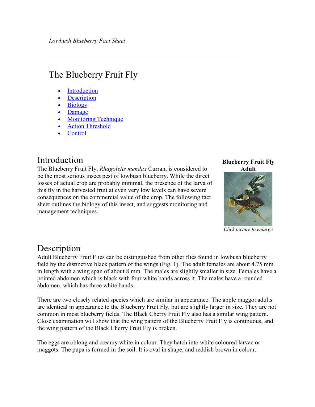 The Blueberry Fruit Fly Introduction Description