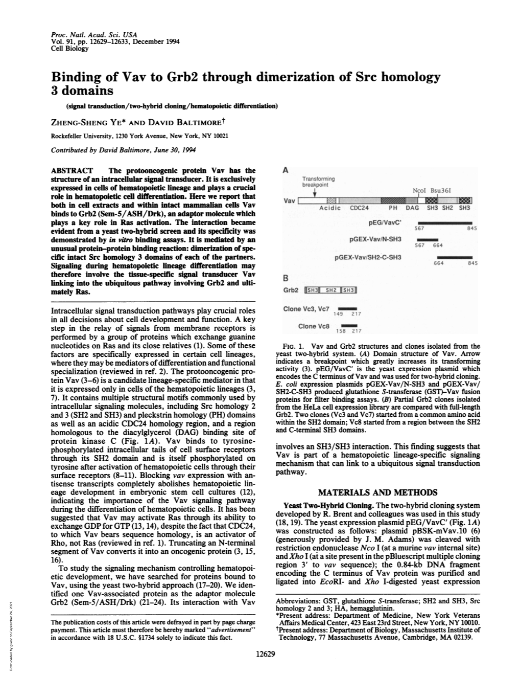 Binding of Vav to Grb2 Through Dimerization of Src Homology 3