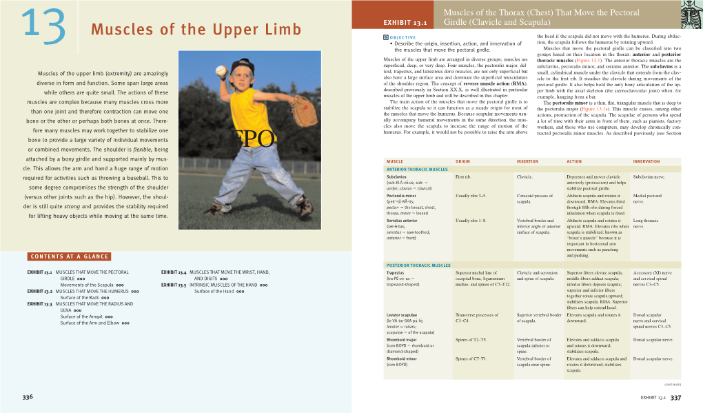 Muscles of the Upper Limb EXHIBIT 13.1 Girdle (Clavicle and Scapula) ᭹ OBJECTIVE the Head If the Scapula Did Not Move with the Humerus