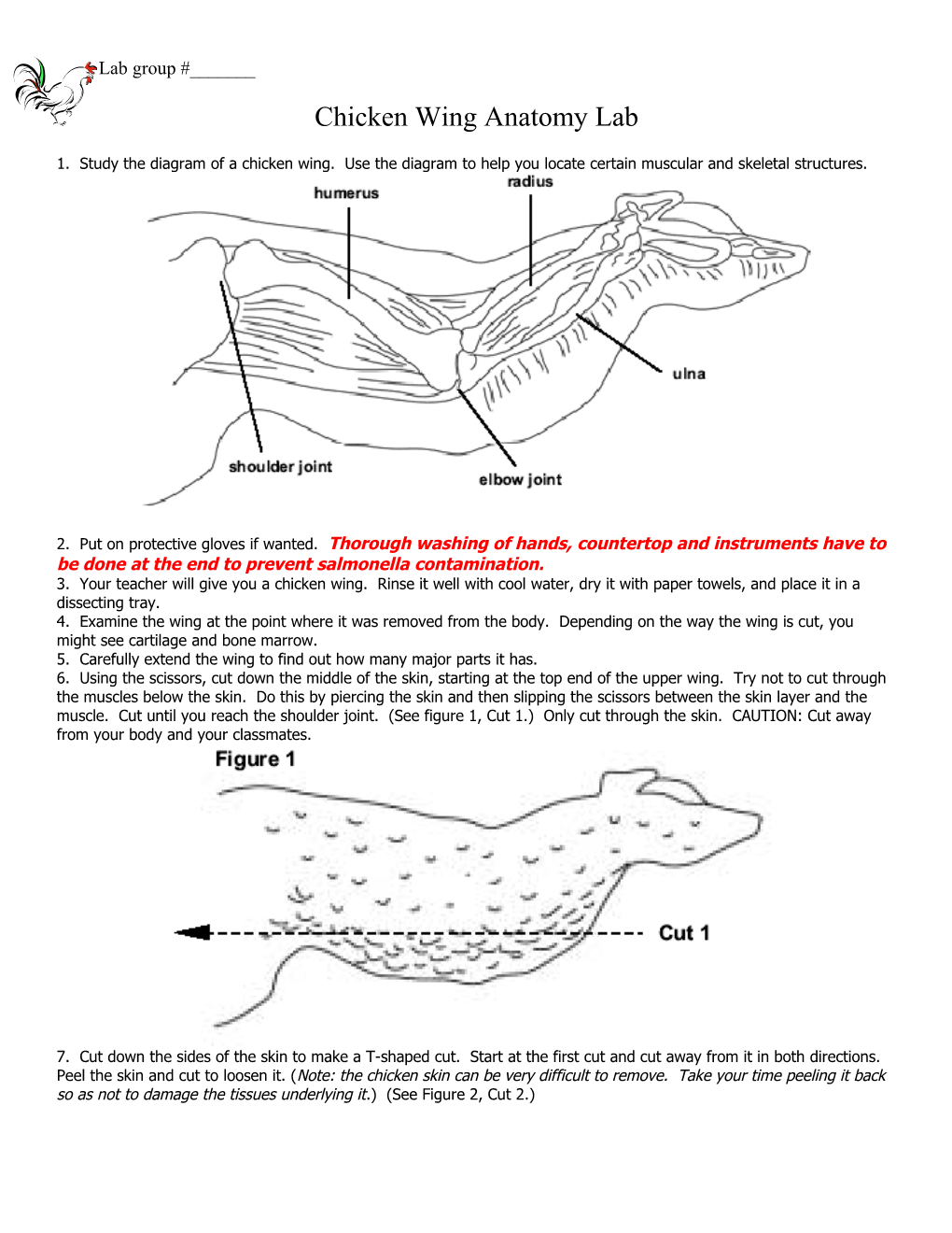 Chicken Wing Anatomy Lab