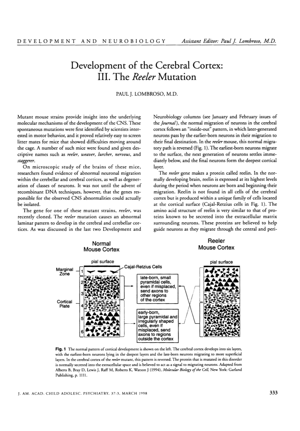 Development of the Cerebral Cortex: III. the Reeler Mutation