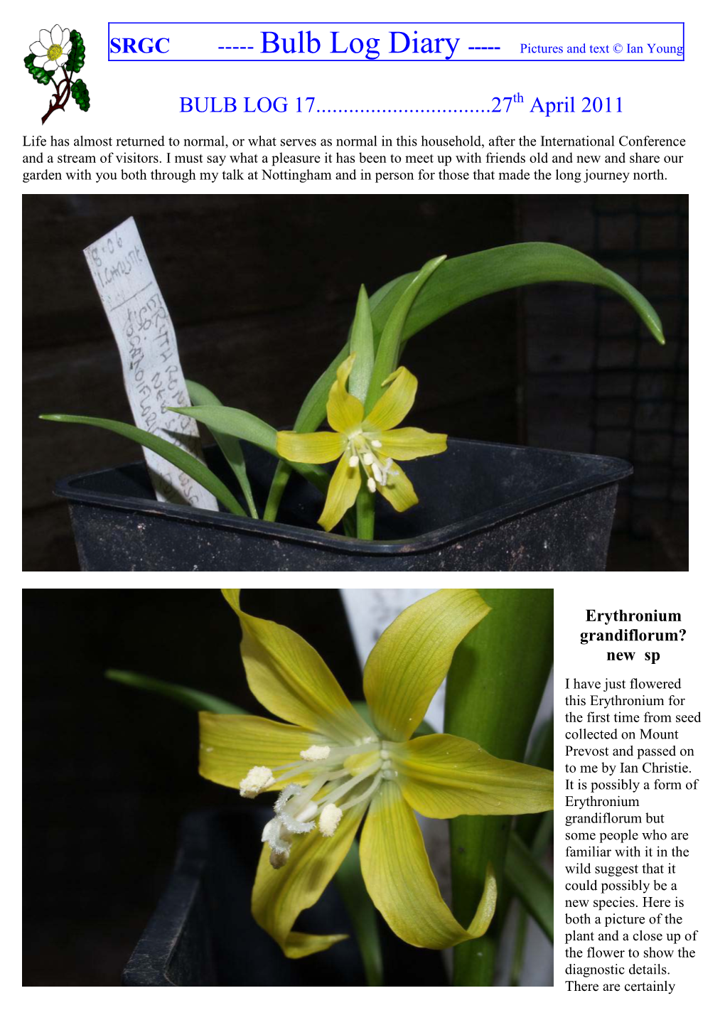 SRGC BULB LOG DIARY---Pictures and Text © Ian Young