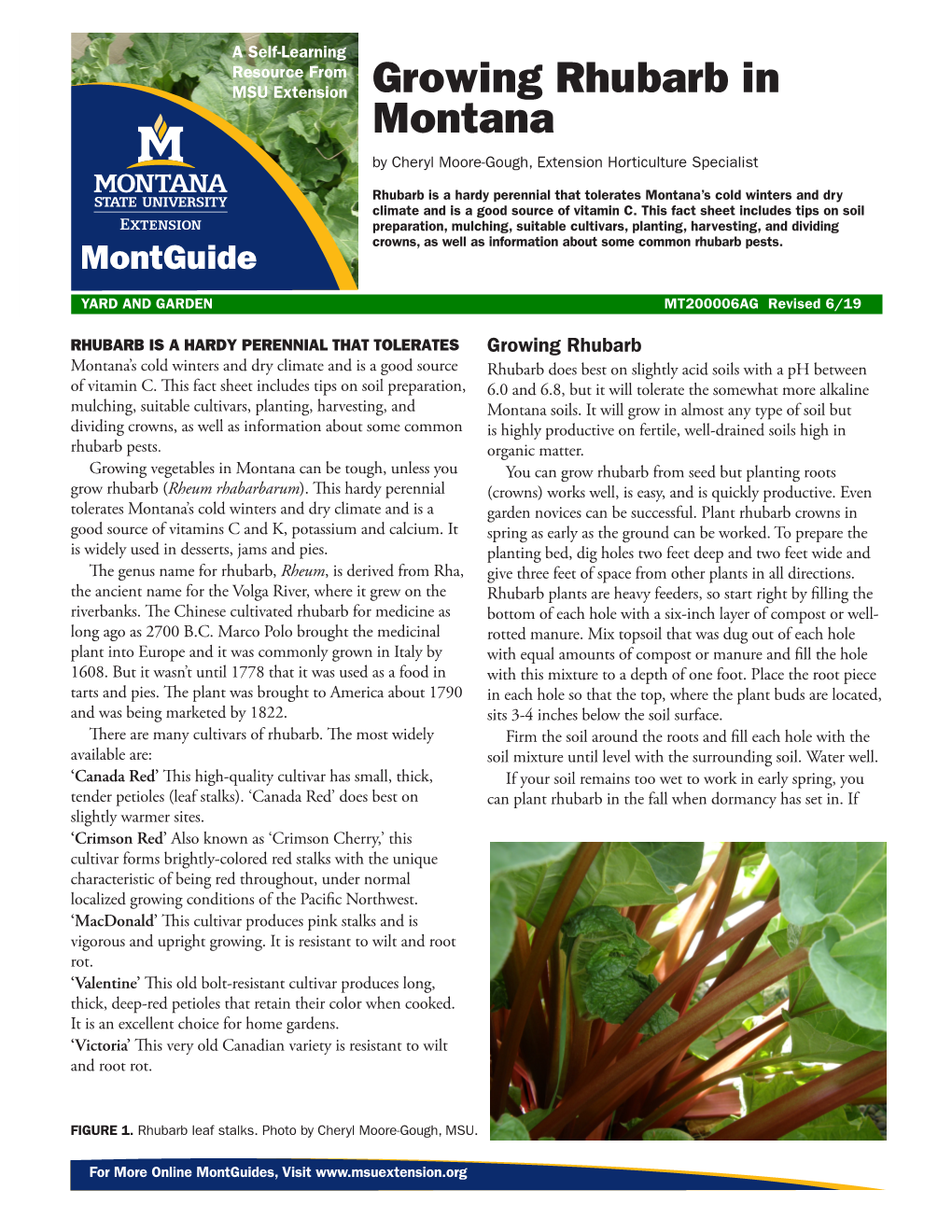 Growing Rhubarb in Montana by Cheryl Moore-Gough, Extension Horticulture Specialist