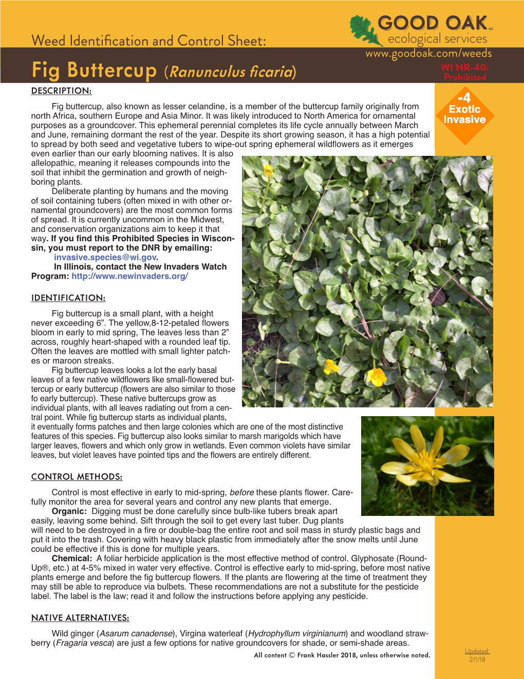 Fig Buttercup (Ranunculus Ficaria) Prohibited DESCRIPTION