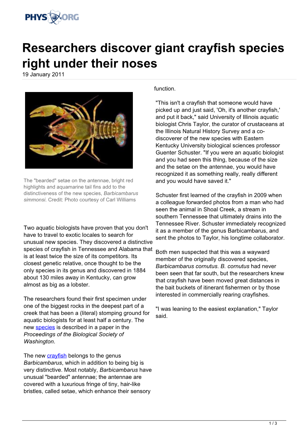 Researchers Discover Giant Crayfish Species Right Under Their Noses 19 January 2011