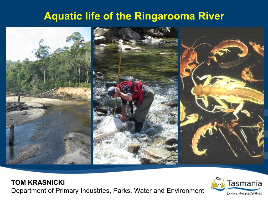 Aquatic Life of the Ringarooma River