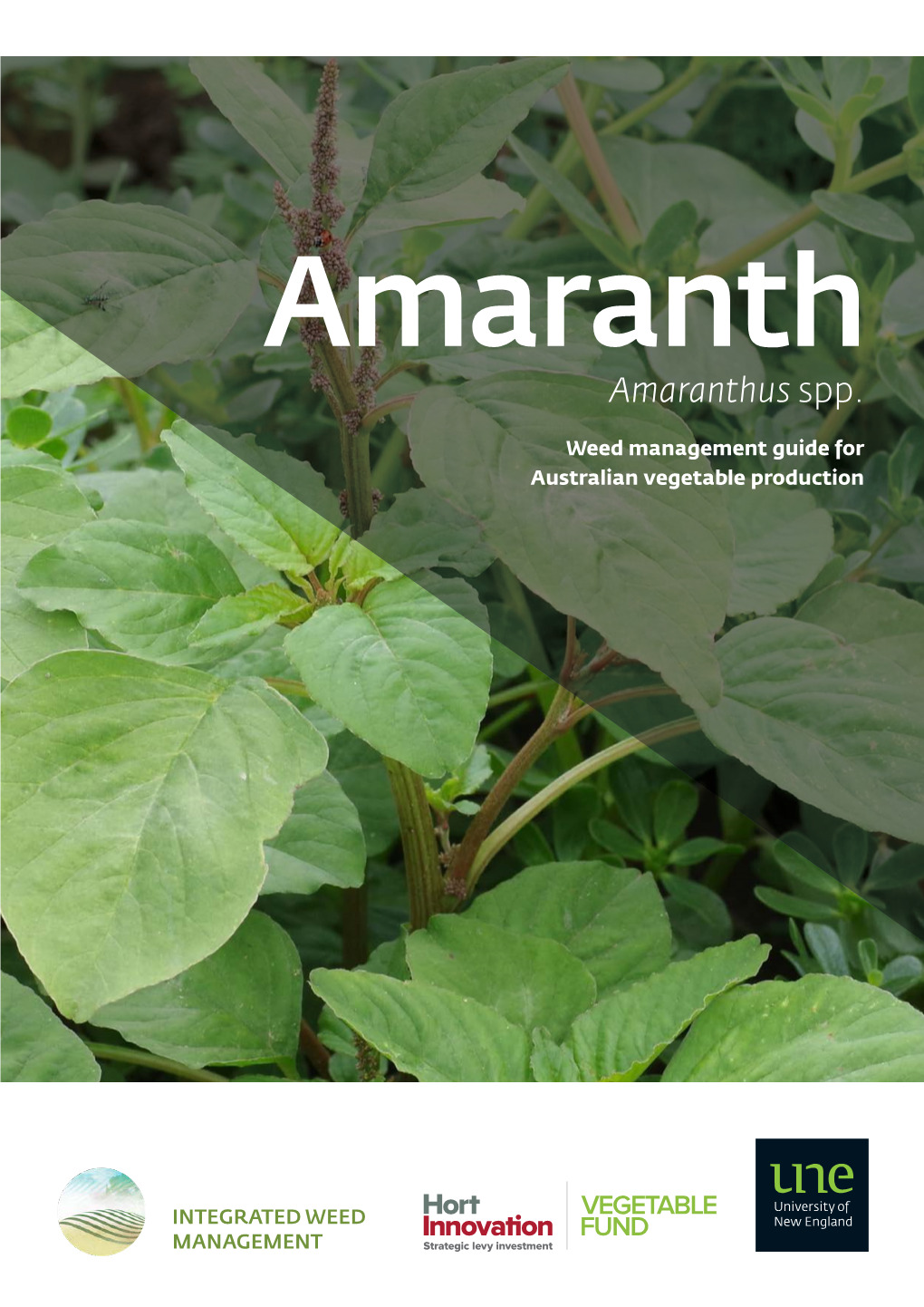 Amaranthus Spp