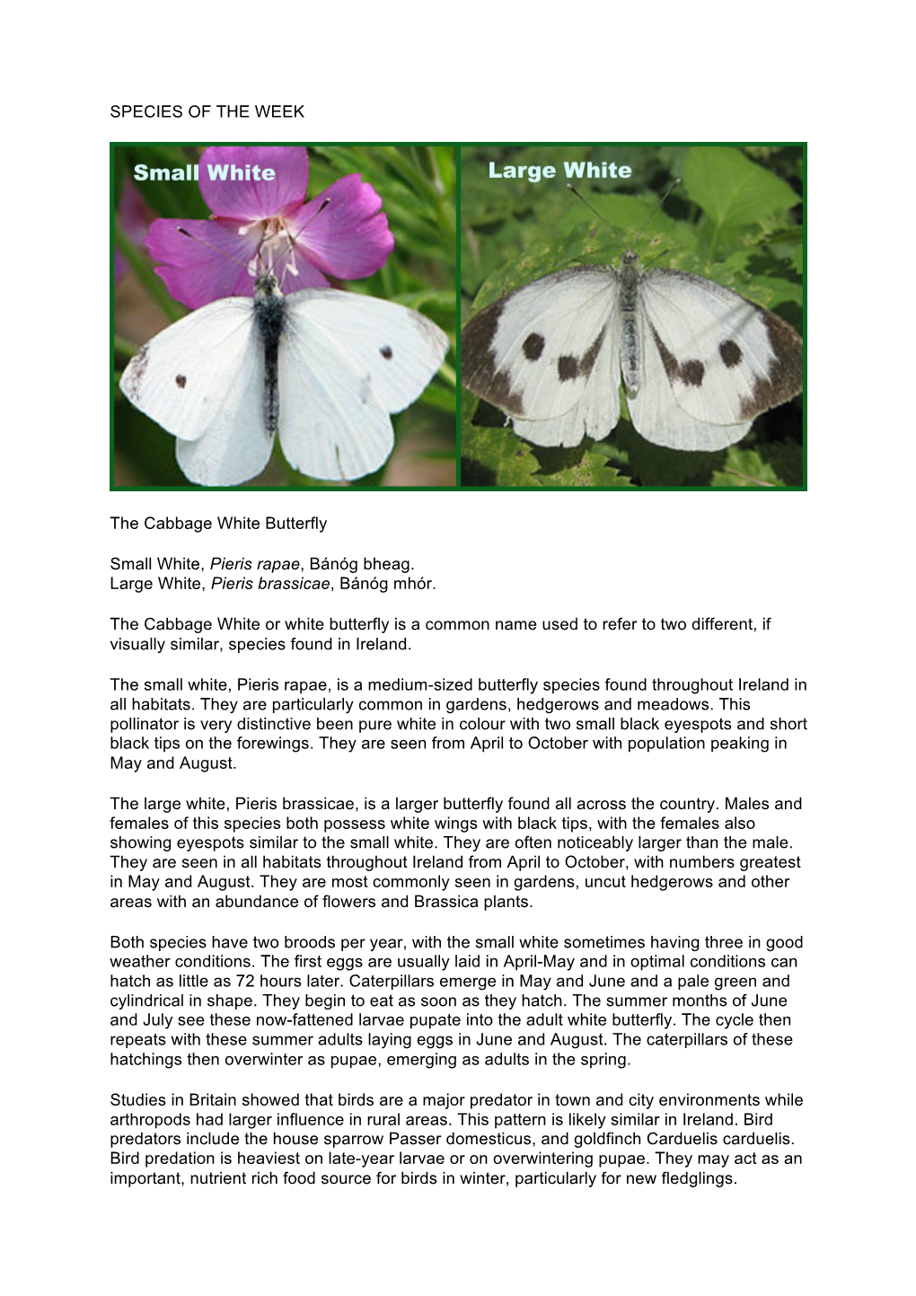 SPECIES of the WEEK the Cabbage White Butterfly Small White, Pieris Rapae, Bánóg Bheag. Large White, Pieris Brassicae, Bánóg
