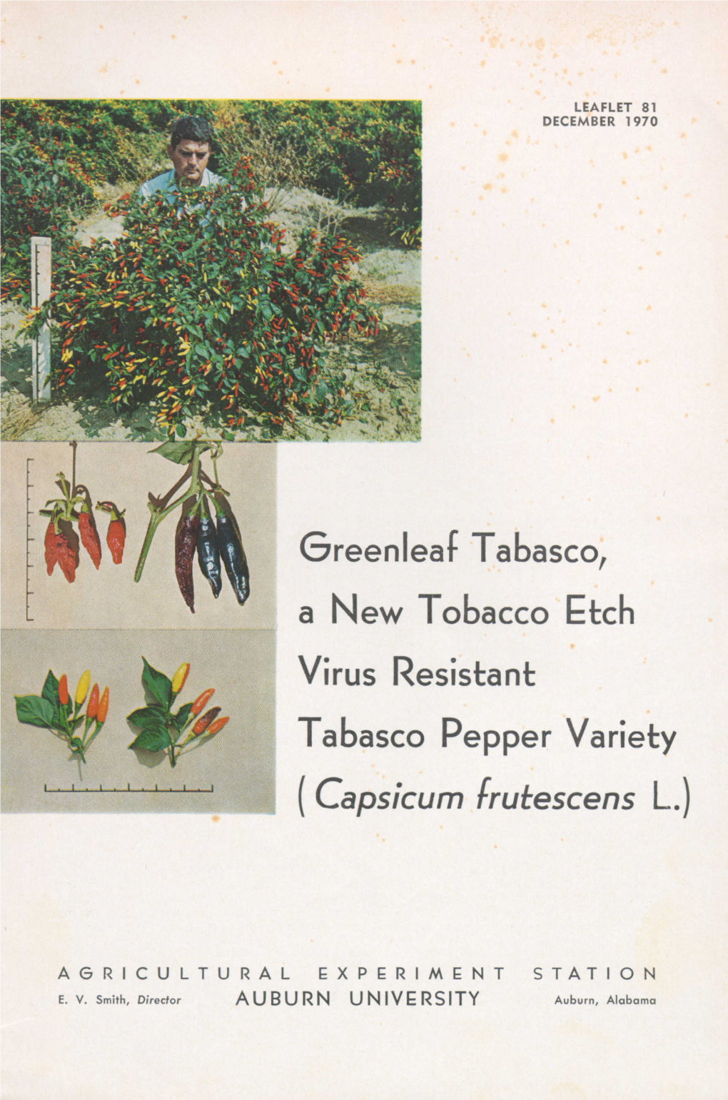 Greenleaf Tabasco, a New Tobacco Etch Virus Resistant Tabasco Pepper Variety (Capsicum [Rutescens L.)