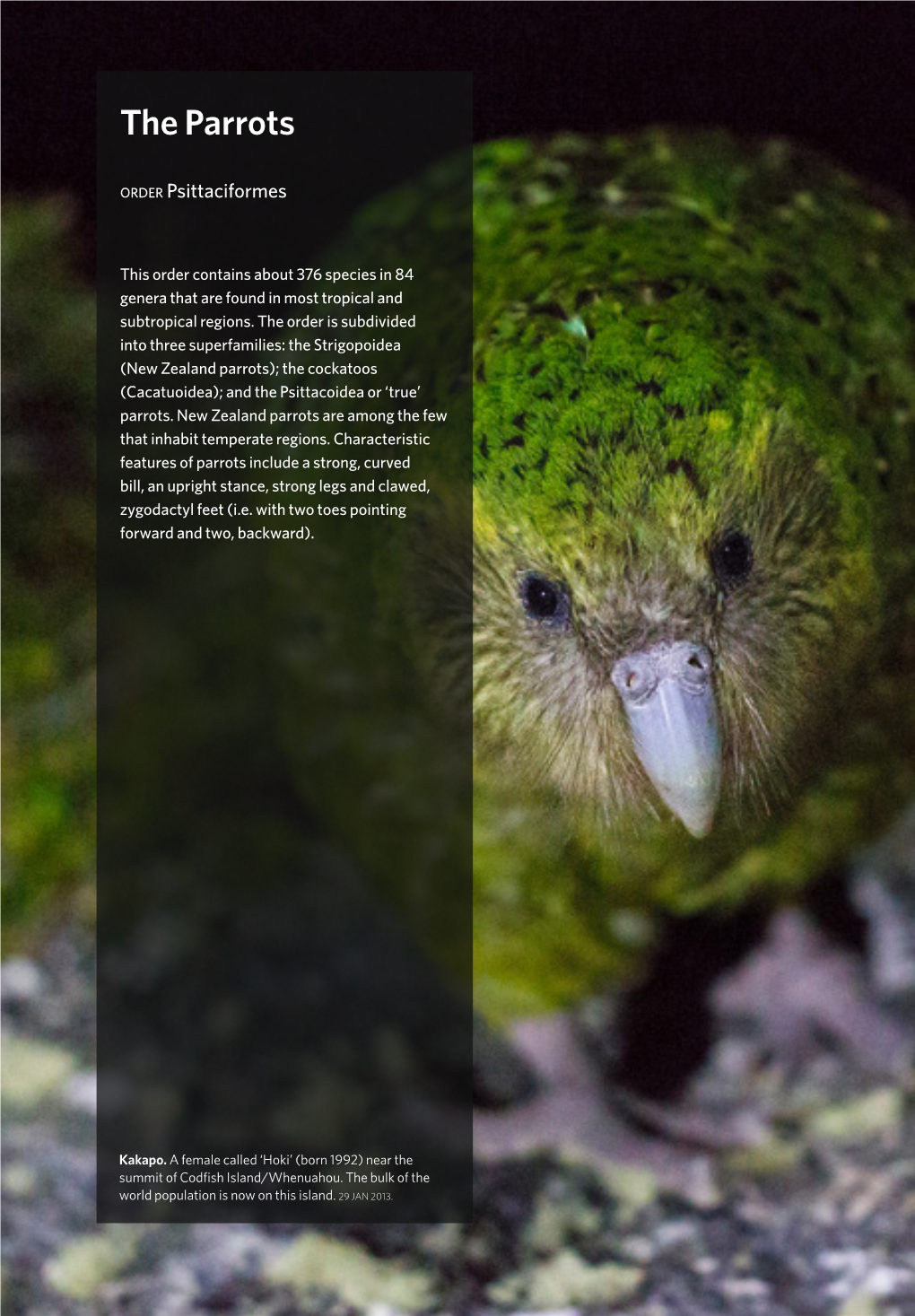 The Parrots Parrots the Order Kakapo