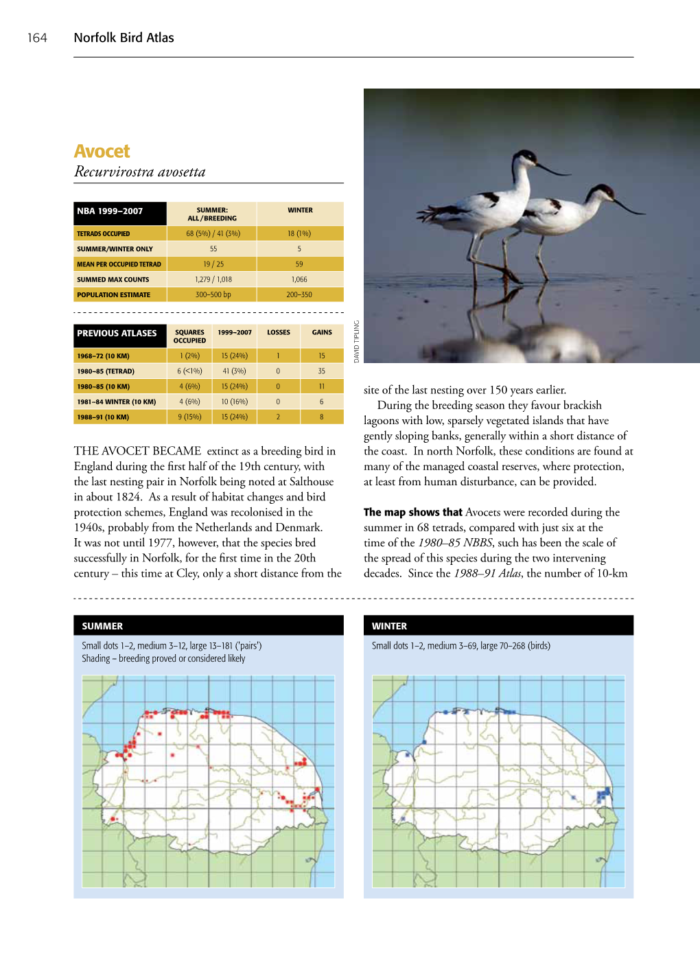 Avocet Recurvirostra Avosetta