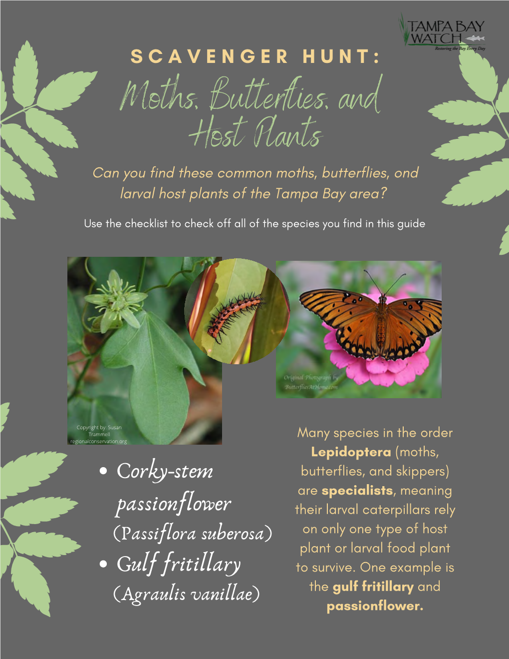 Moth's, Butterflies, and Host Plants