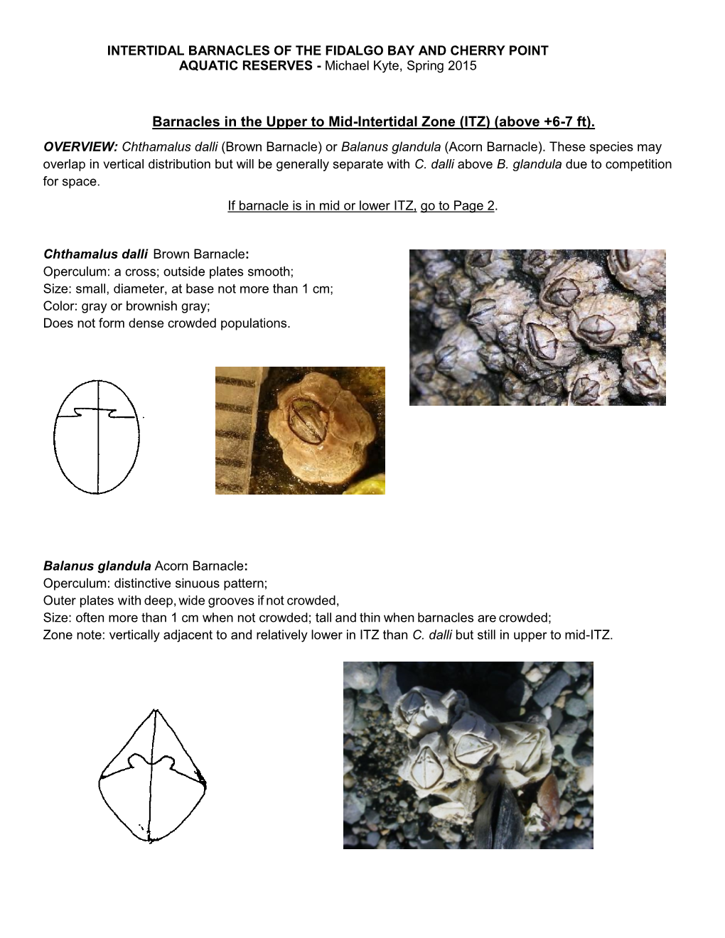 INTERTIDAL BARNACLES of the FIDALGO BAY and CHERRY POINT AQUATIC RESERVES - Michael Kyte, Spring 2015