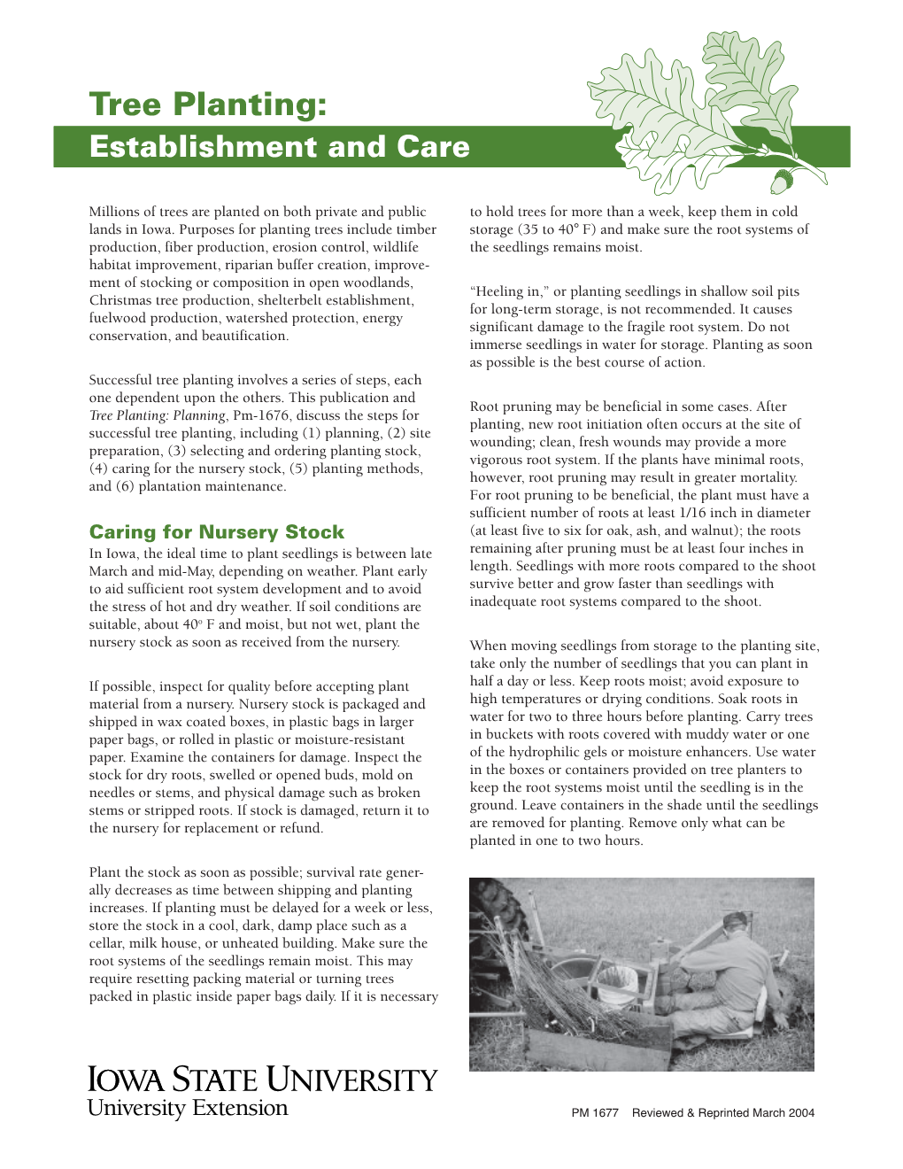 Tree Planting: Establishment and Care