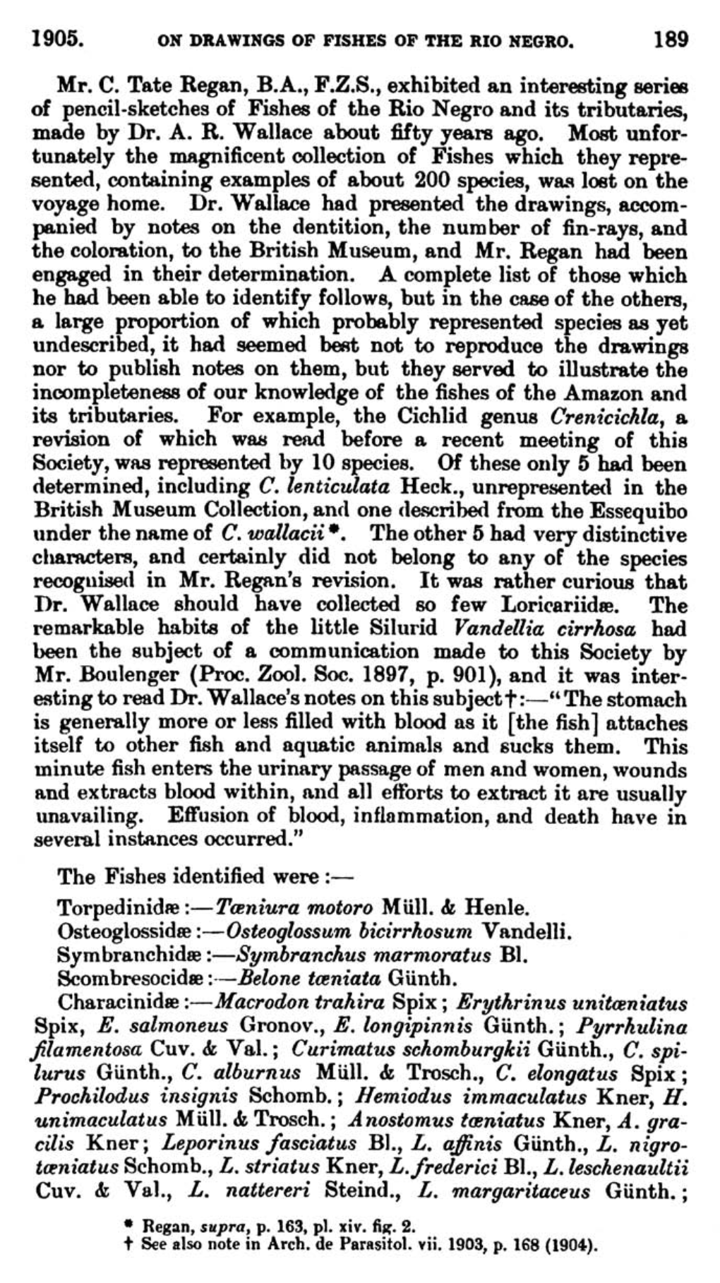 1905. on Drawings of Fishes of the Rio Negro