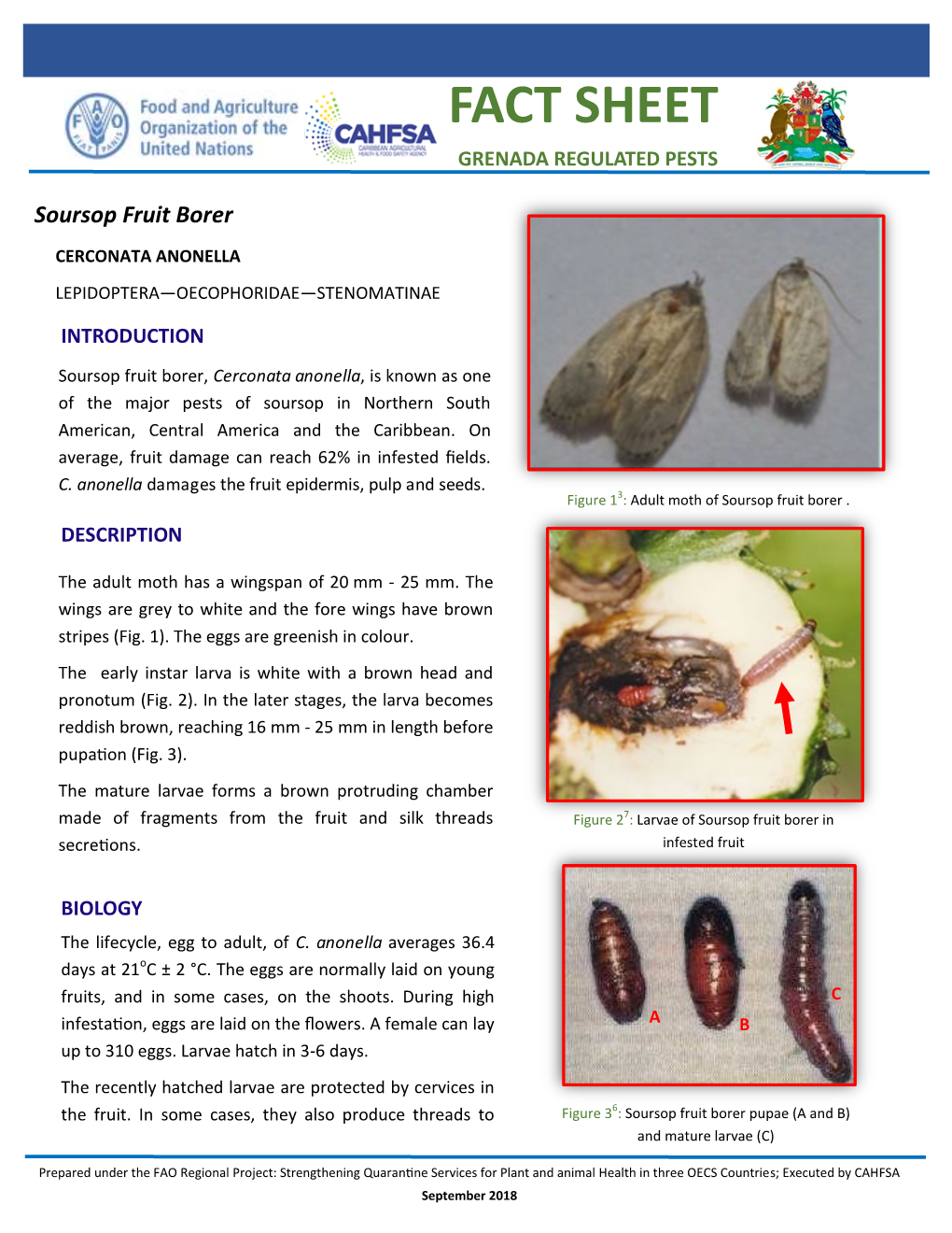 Soursop Fruit Borer