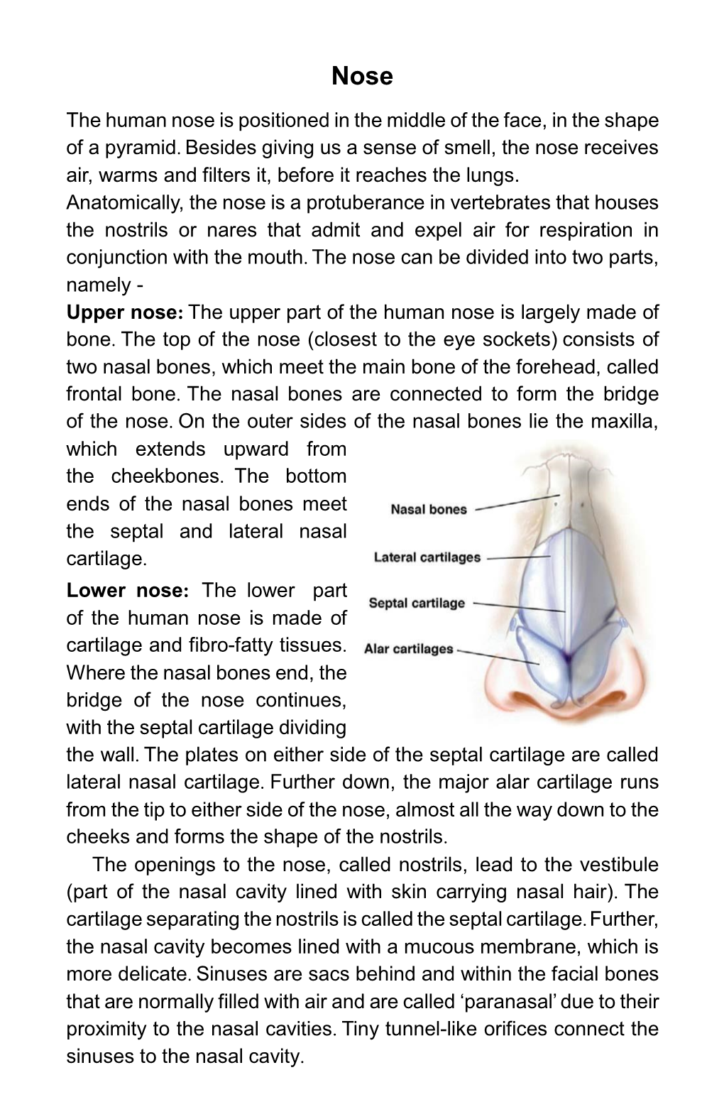 The Human Nose Is Positioned in the Middle of the Face, in the Shape of a Pyramid