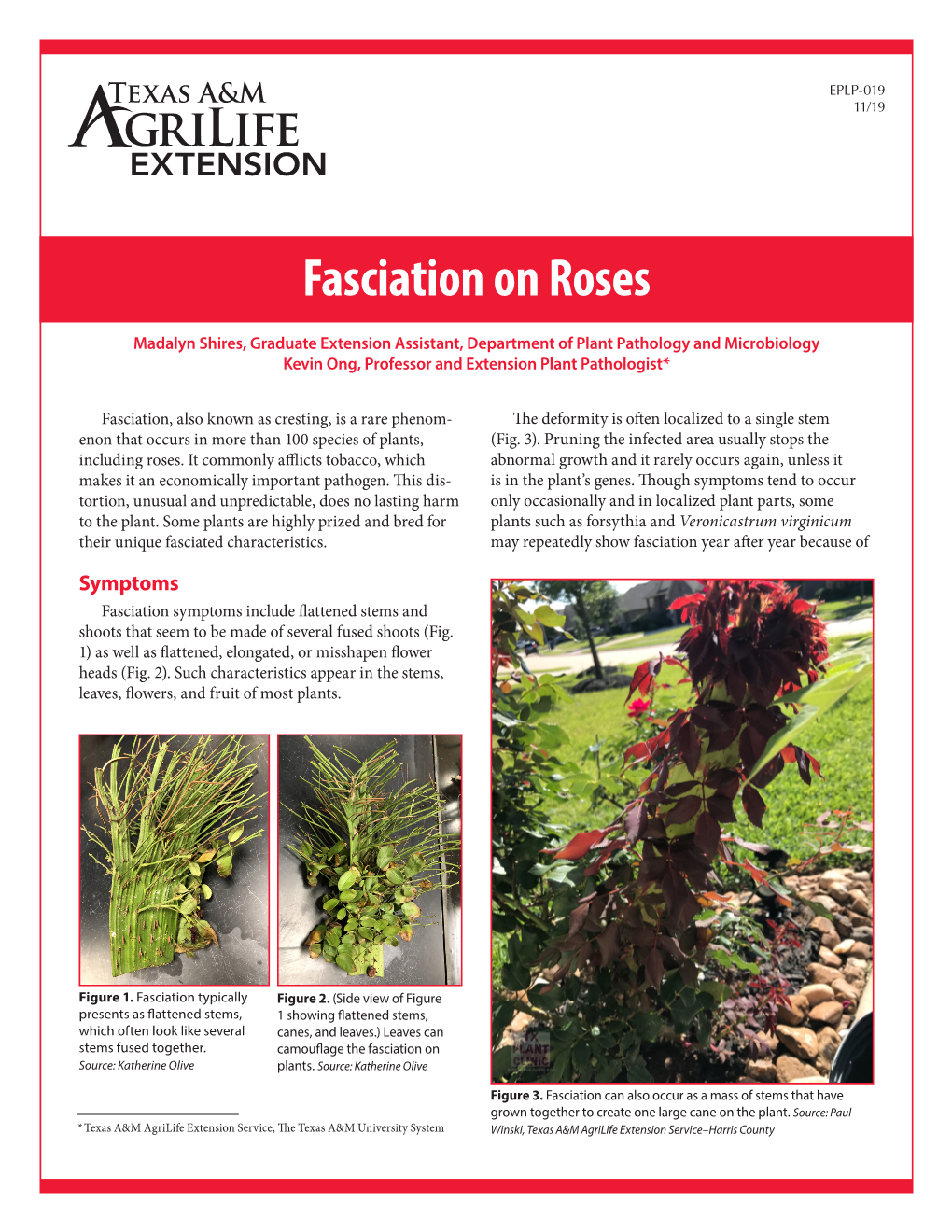 Fasciation on Roses