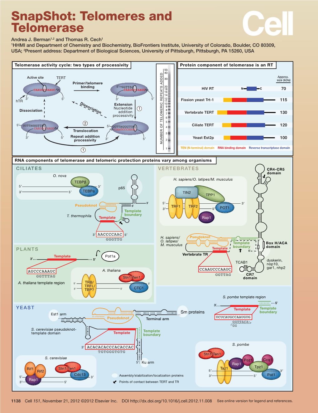 Snapshot: Telomeres and Telomerase Andrea J