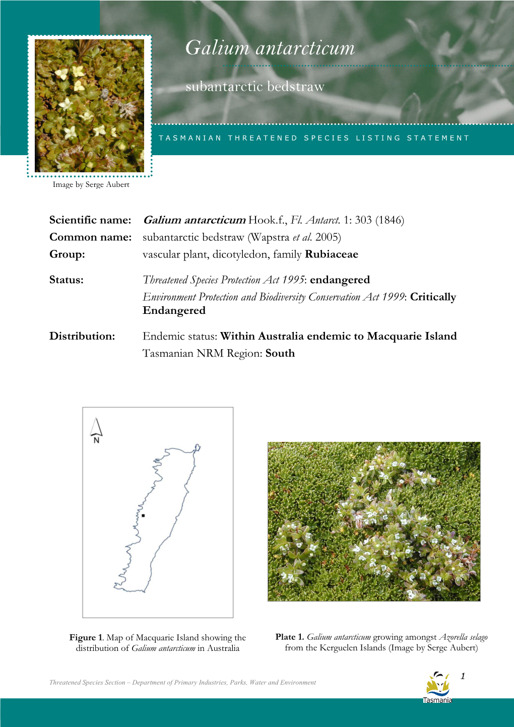 Galium Antarcticum (Subantarctic Bedstraw) Galium Antarcticum