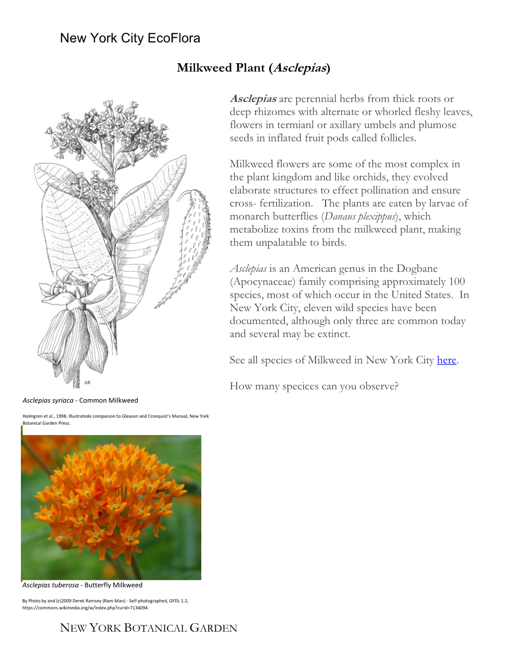 New York City Ecoflora Milkweed Plant (Asclepias)
