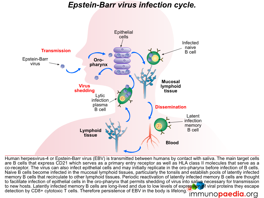 Epstein-Barr Virus Infection Cycle