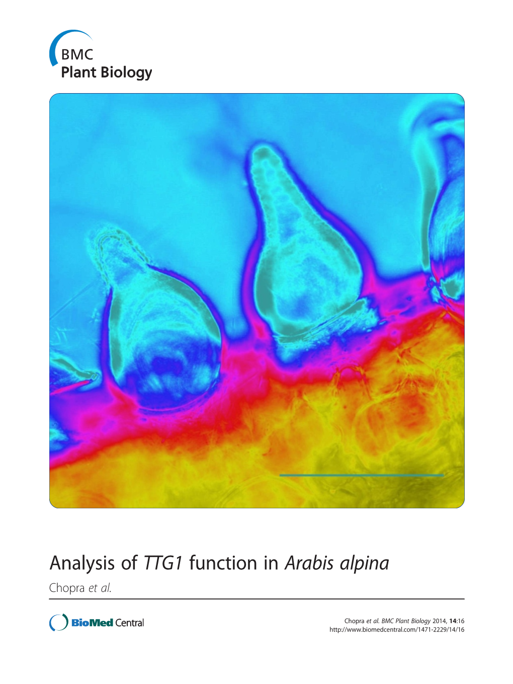 Analysis of TTG1 Function in Arabis Alpina Chopra Et Al