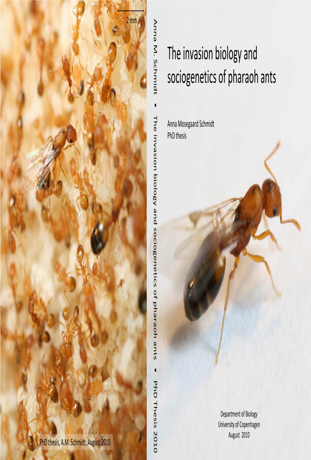 The Invasion Biology and Sociogenetics of Pharaoh Ants