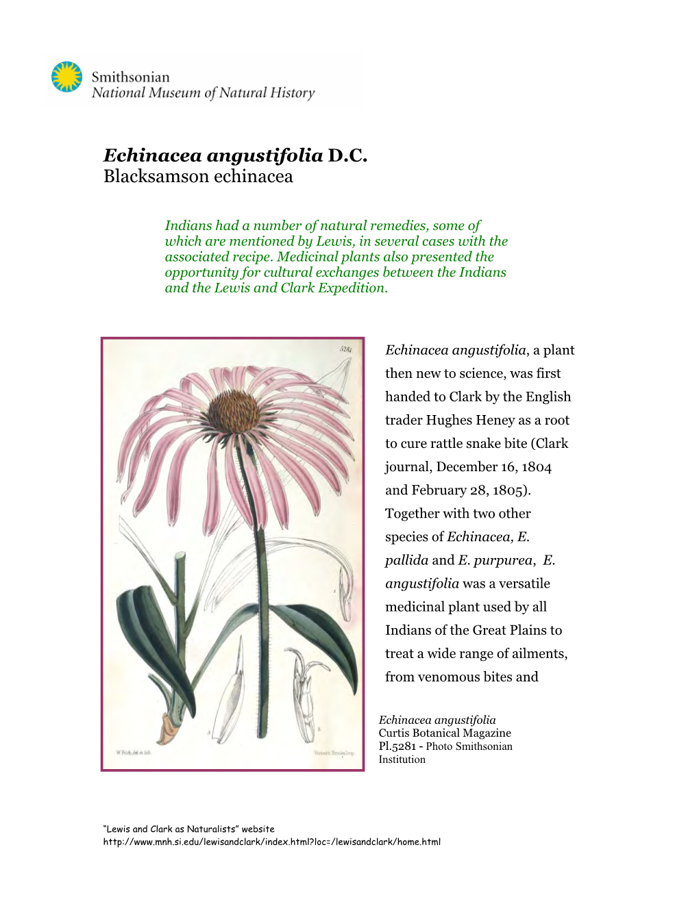 Echinacea Angustifolia D.C. Blacksamson Echinacea