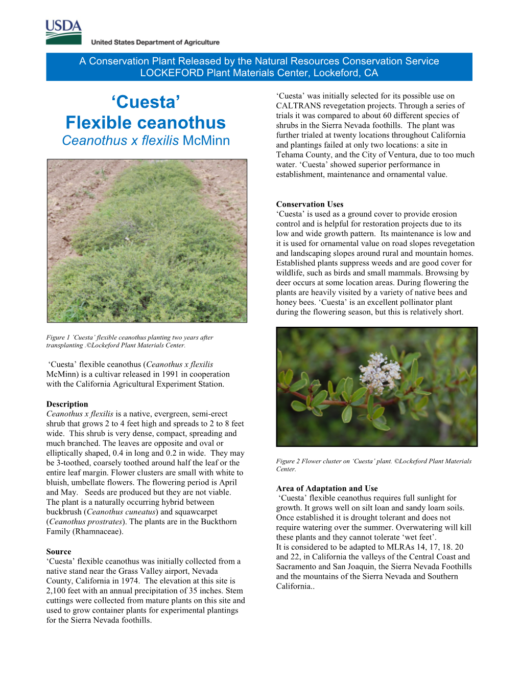 'Cuesta' Flexible Ceanothus, Ceanothus X Flexilis, Conservation Plant Release Brochure