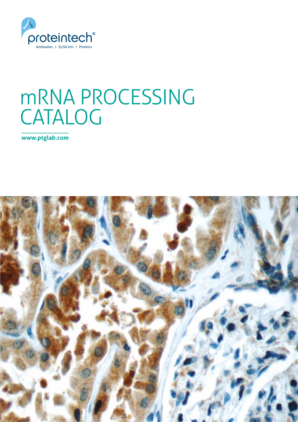 Mrna PROCESSING CATALOG 2 Mrna Processing Catalog