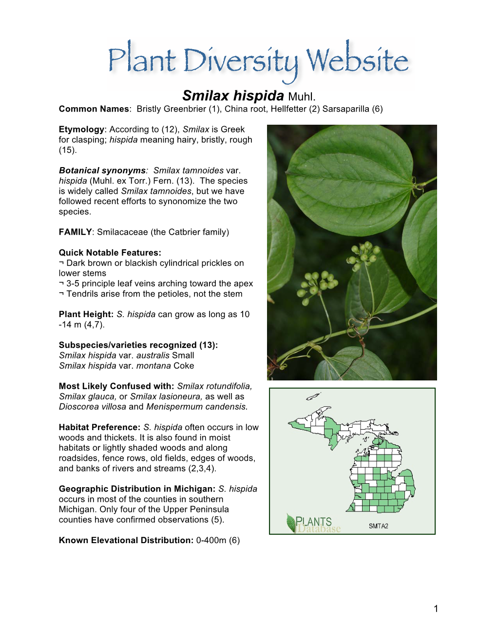 Smilax Hispida Muhl. Common Names: Bristly Greenbrier (1), China Root, Hellfetter (2) Sarsaparilla (6)