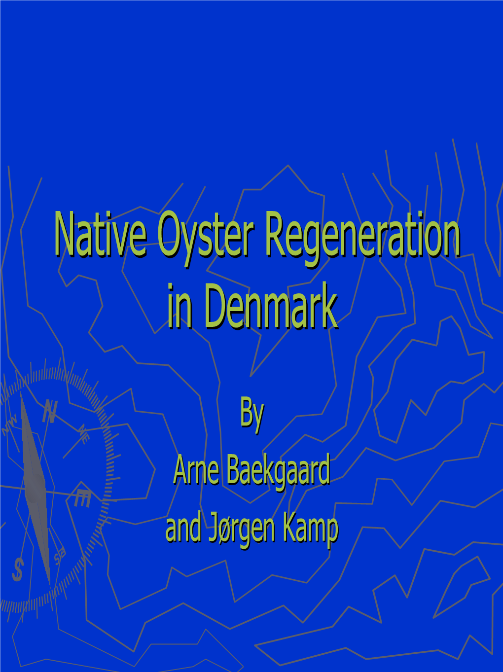 Native Oyster Regeneration in Denmark