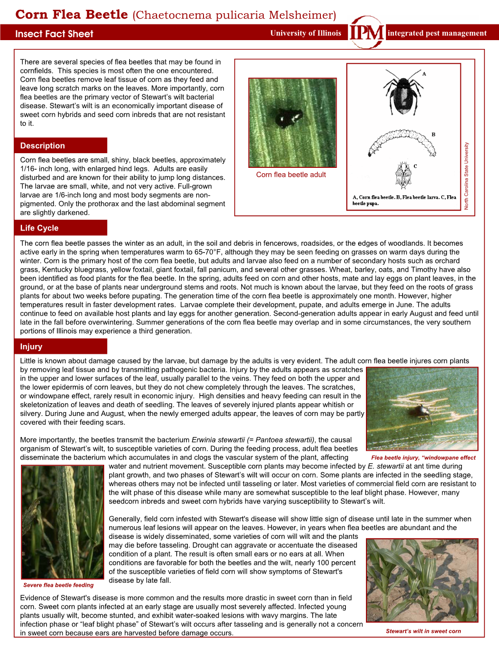 Corn Flea Beetle (Chaetocnema Pulicaria Melsheimer) Insect Fact Sheet University of Illinois Integrated Pest Management