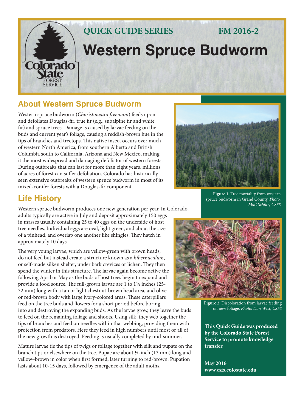 Western Spruce Budworm