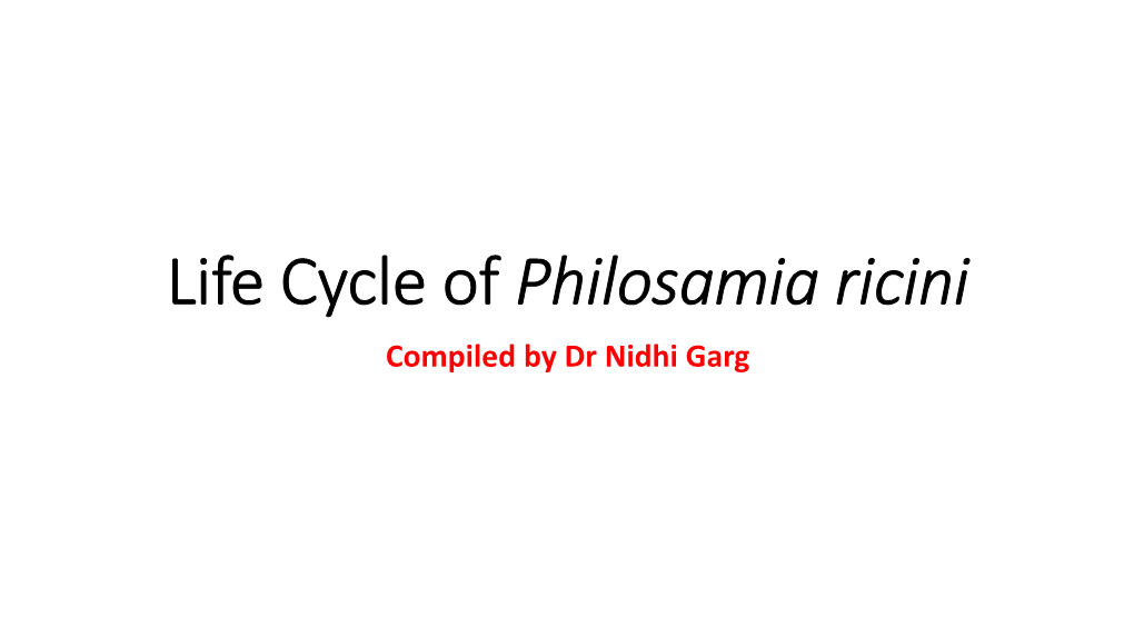 Life Cycle of Philosamia Ricini Compiled by Dr Nidhi Garg INTRODUCTION