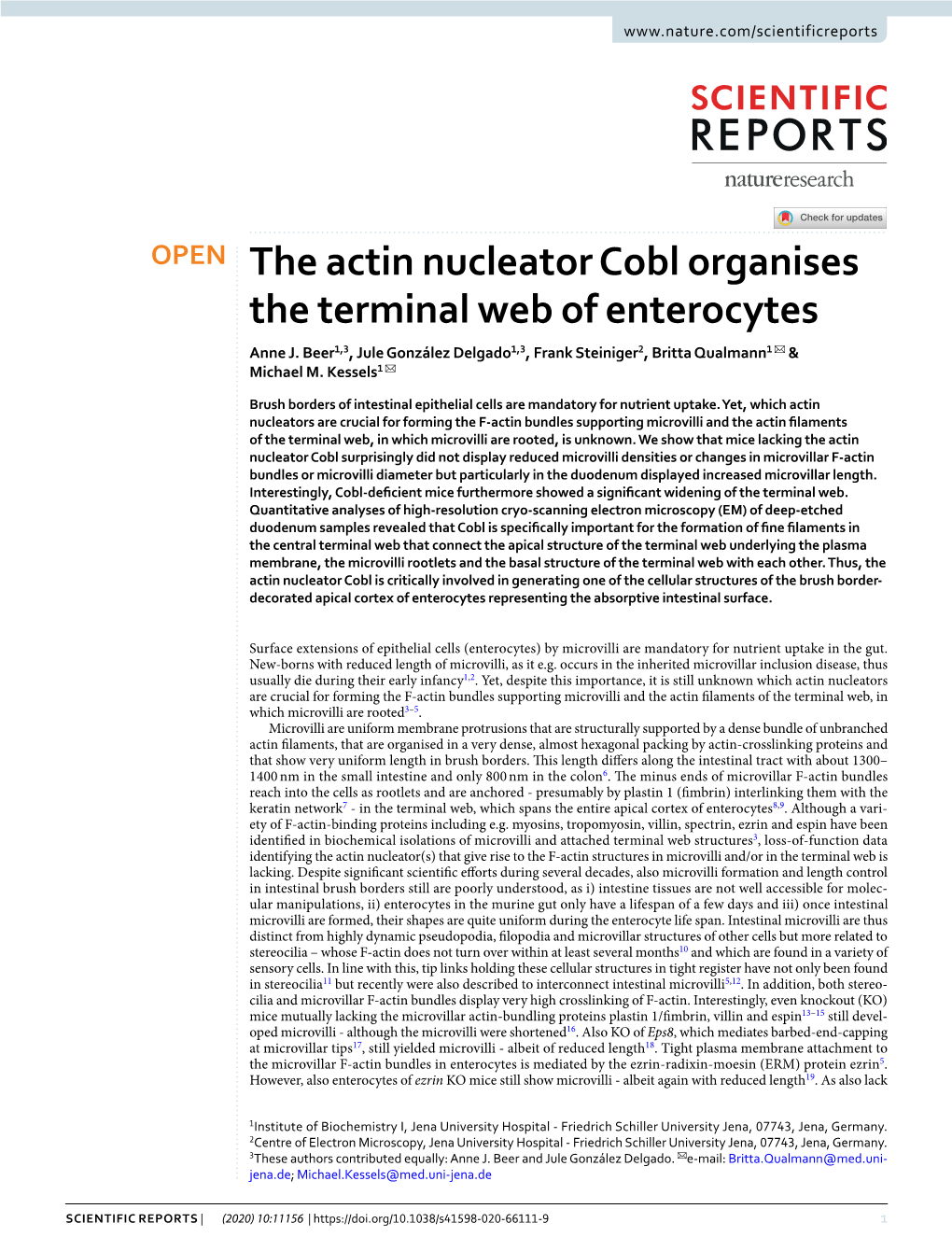 The Actin Nucleator Cobl Organises the Terminal Web of Enterocytes Anne J